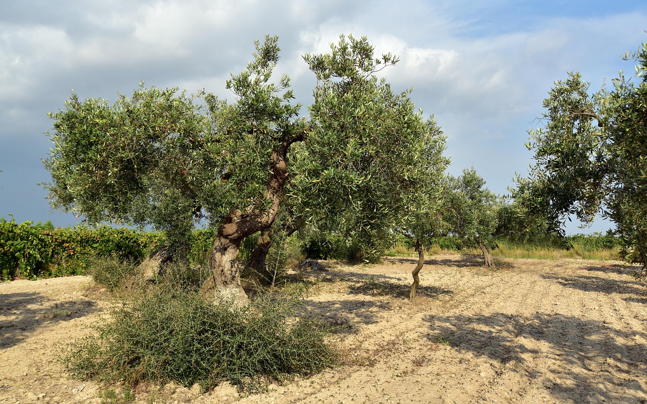 Giardiniere mentre pota un olivo, mostrando tecniche di potatura e cura della pianta.