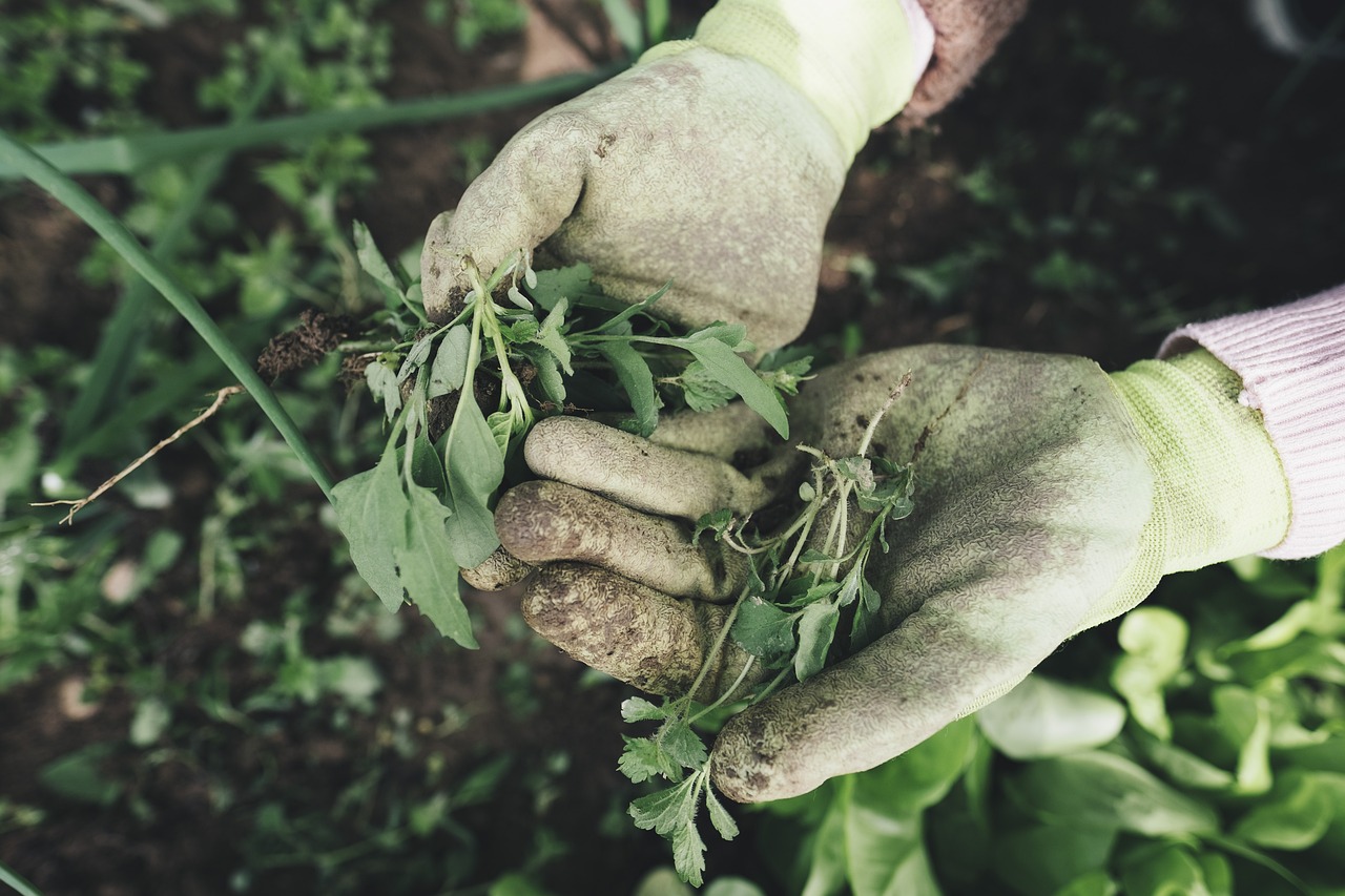 Diserbante naturale per giardinaggio, con piante e erbacce in un giardino verde.