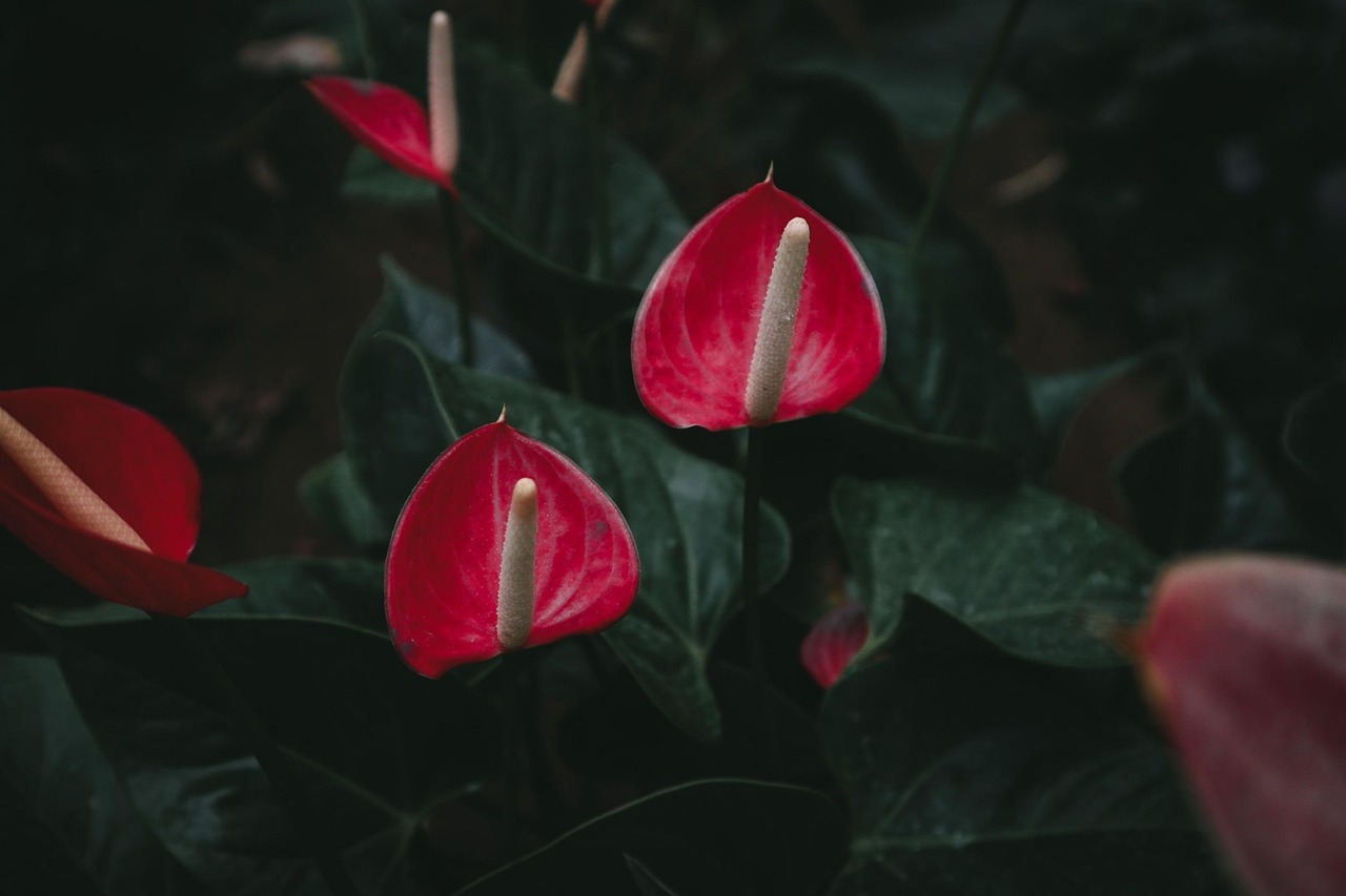 Anthurium in vaso con foglie verdi e fiori rossi, simbolo di bellezza e cura domestica.